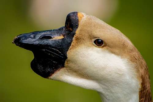 Swan