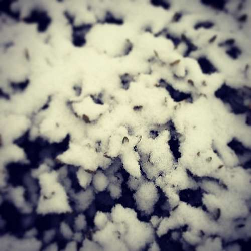 snow, frozen, cold, foreground, background backgro
