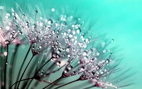 4k Dandelion macro