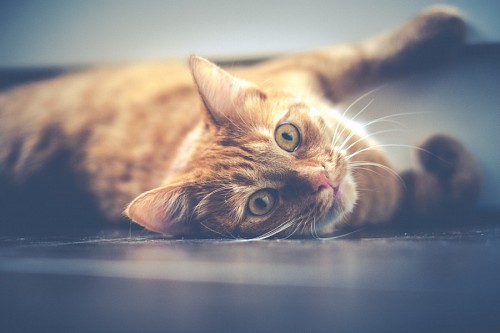 Adorable pet playing