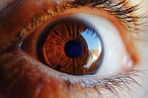eyelash close-up of a beautiful brown eye