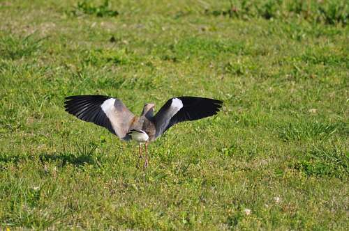 Tero, Wings, Bird 