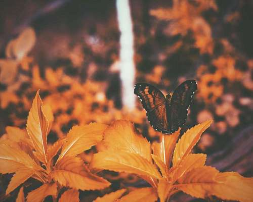 Butterfly in autumn