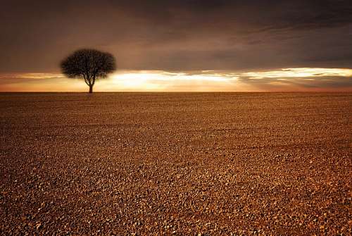 70s Lonely Tree
