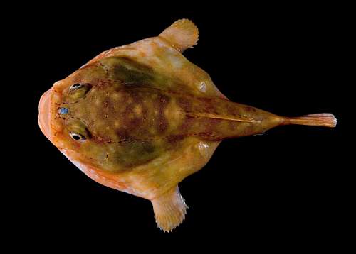 rare Rare Fish