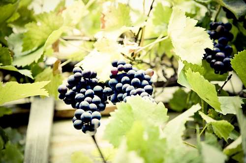 vineyard Grapes