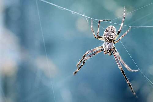 copyspace Spider with copyspace