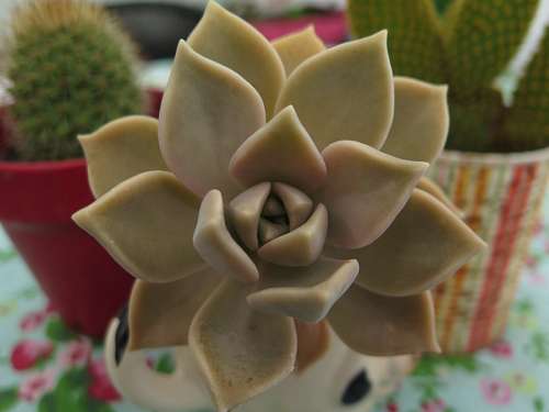 succulent Succulent