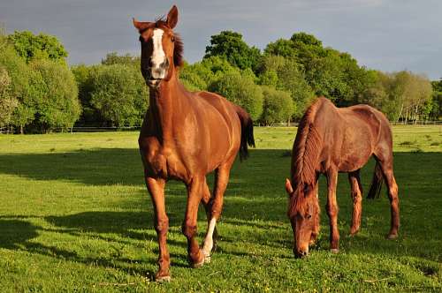 horse, horses, animal, animals, brown, field, rura