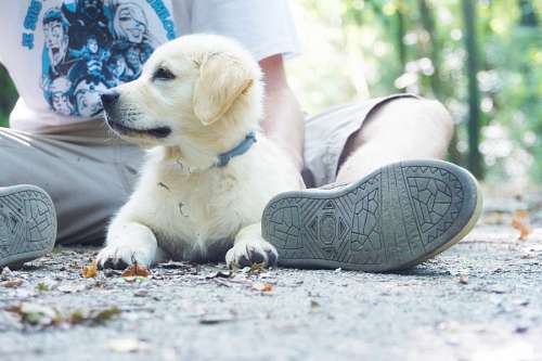puppy