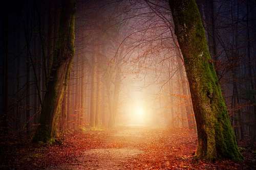 painting of a light in the middle of the forest night