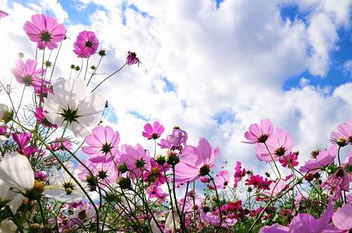flower, flowers, nature, spring, landscape, garden