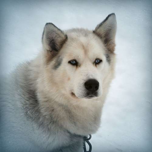 siberian Dog Snow