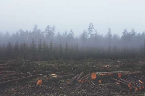 timber Deforestation
