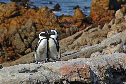 110 Couple of penguins on the rocks