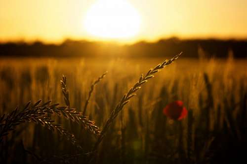 backlight Poppies, Poppy, Field, Sunset, Sunrise, Sunset, Ba