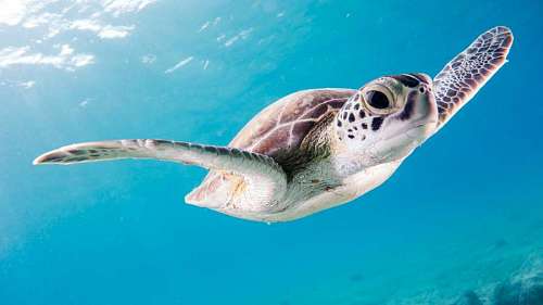 Sea turtle in the ocean