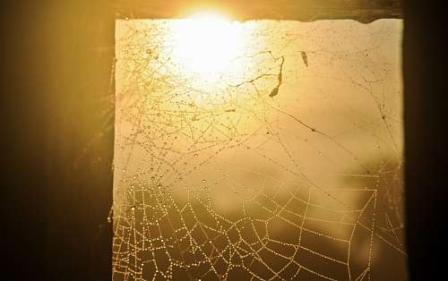 spider web