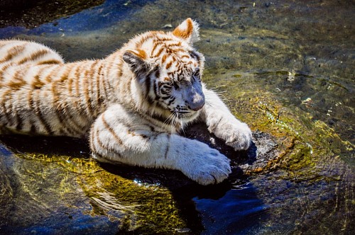 hunter White bengal tiger resting in the sun