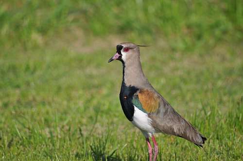 One Animal, Bird, Tero 