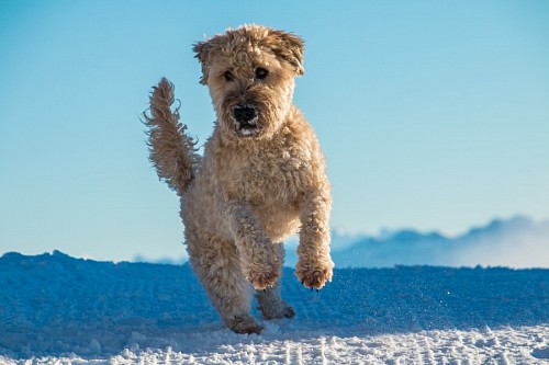 loving-couple Irish Terrier dog with wheat in the snow