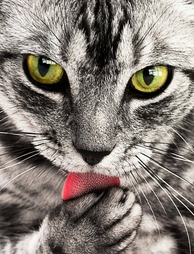 Intense look of cat licking