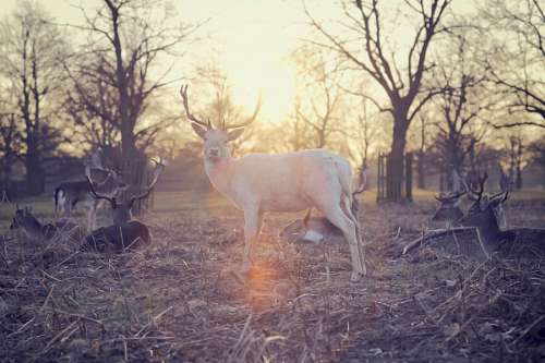 deer