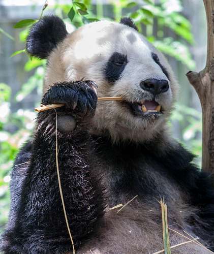 frank bear, animal, panda, sweet, wood, biting, biting, 
