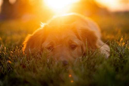 Puppy lying on grass at sunset