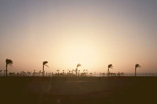 palmar 