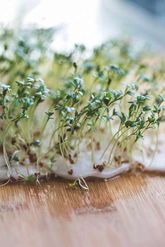 sprout Bean sprouts