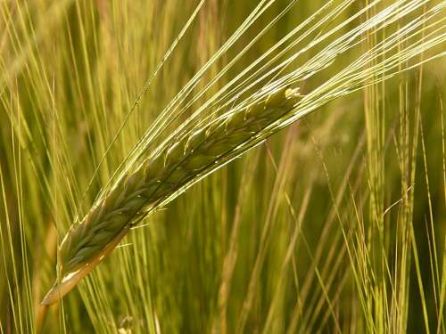 barley
