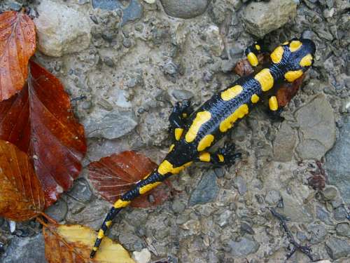 lizard Gecko 