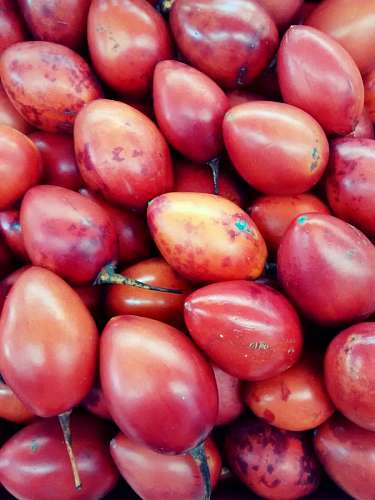 ecuador-religion Tree Tomatoe