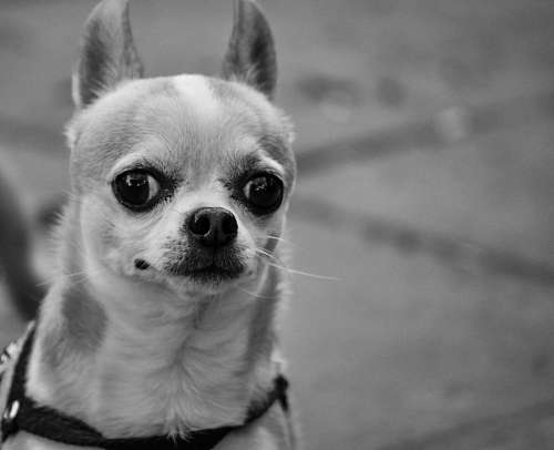 Dog Black & White