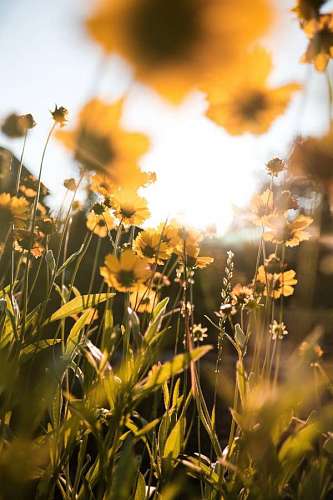Yellow wildflowers in a meadow at sunset