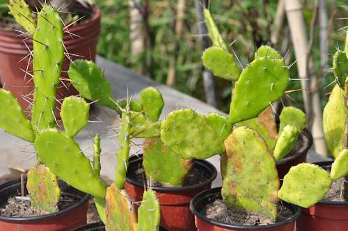 nursery-garden Cactus