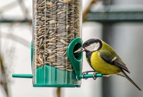 feeding plane of a small bird feeding on a domestic background