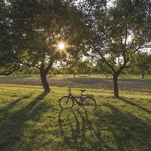 sunbeam Bike in a field at sunset