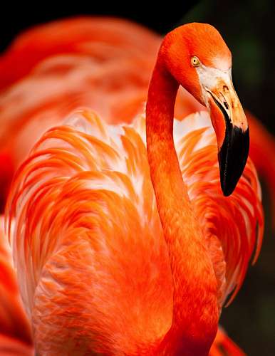 Pink Flamingo