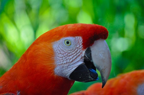 Profile for Guacamayo red