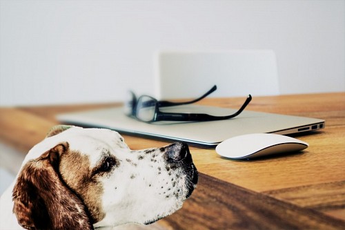 loving-couple  Dog accompanying at work