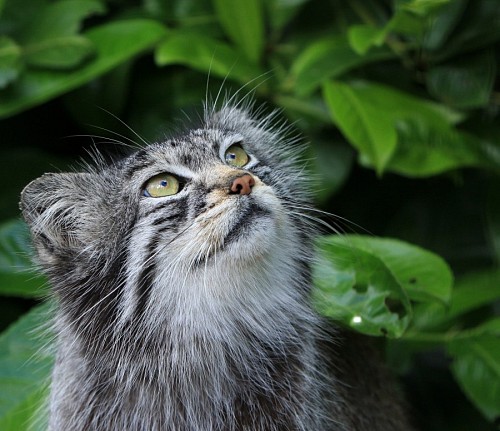  Wildcat observing nature