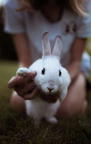 Girl holding her pet rabbit in front of the camera