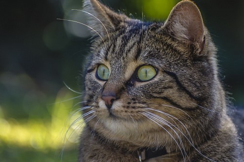  Smile and feline picardy