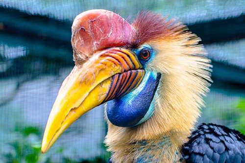 hornbill Rhinoplax vigil