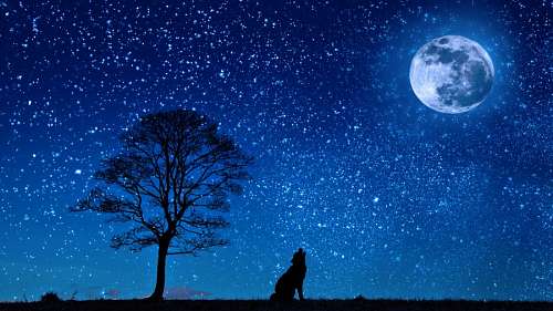 wolf Wolf in the night
