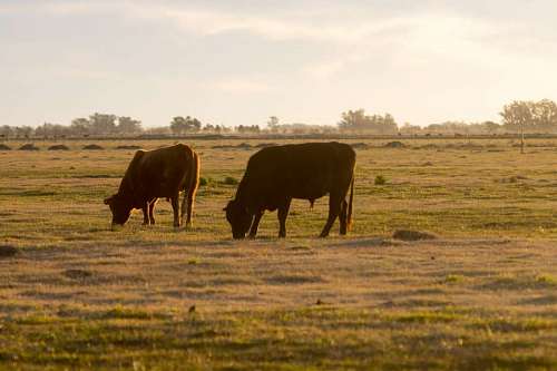 farmland Cattle grazing at sunset in the farm