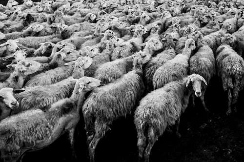rag sheeps