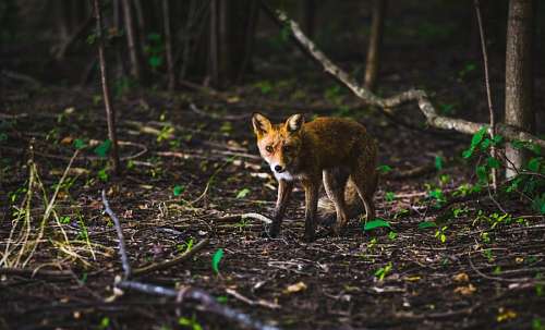 fox Fox